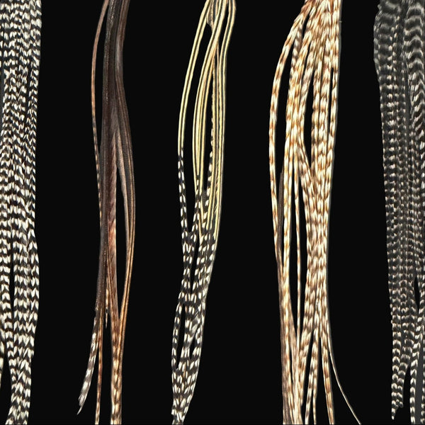 Collection of various feathers on a black background