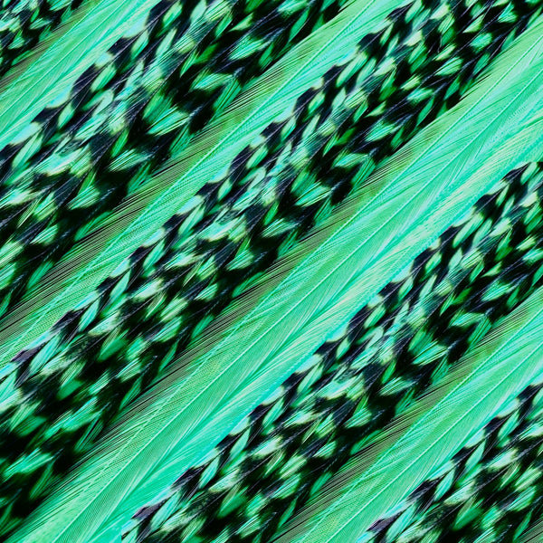 close up of aqua blue solid and grizzly feather hair extensions in regular width ,real striped feathers for feather hairstyling