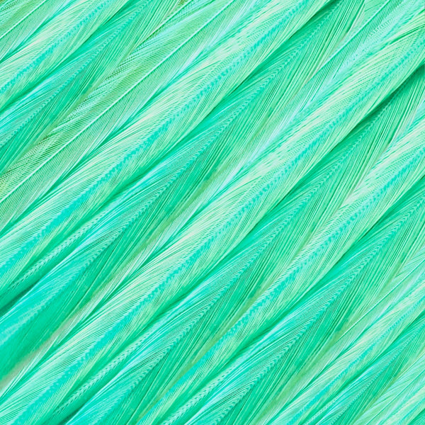close up of aqua solid feather hair extensions in regular width ,real hair feathers for feather hairstyling