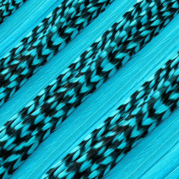 close up of blue turquoise solid and grizzly feather hair extensions in regular width ,real striped feathers for  feather hairstyling