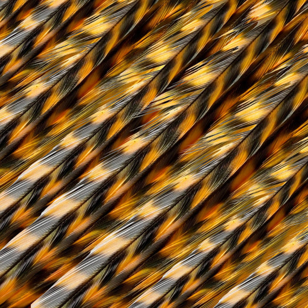 close up of orange grizzly feather hair extensions in regular width ,real hair feathers for feather hairstyling