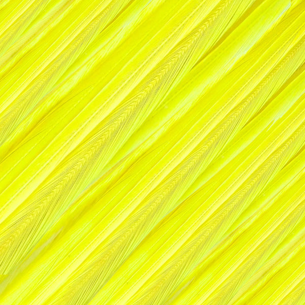 close up of yellow solid feather hair extensions in regular width ,real hair feathers for feather hairstyling