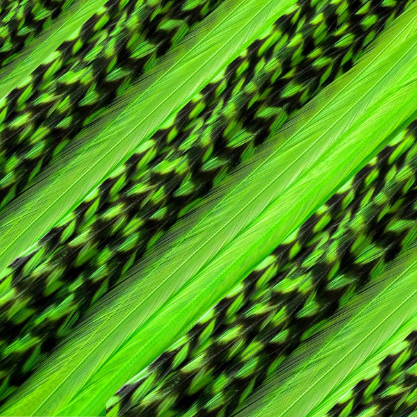 close up of green solid and grizzly feather hair extensions in regular width ,real striped feathers for feather hairstyling