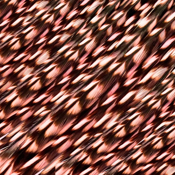 close up of light pink grizzly feather hair extensions in regular width ,real hair feathers for feather hairstyling