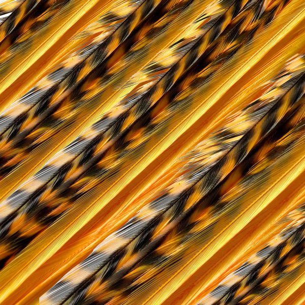 close up of orange solid and grizzly feather hair extensions in regular width ,real striped feathers for feather hairstyling