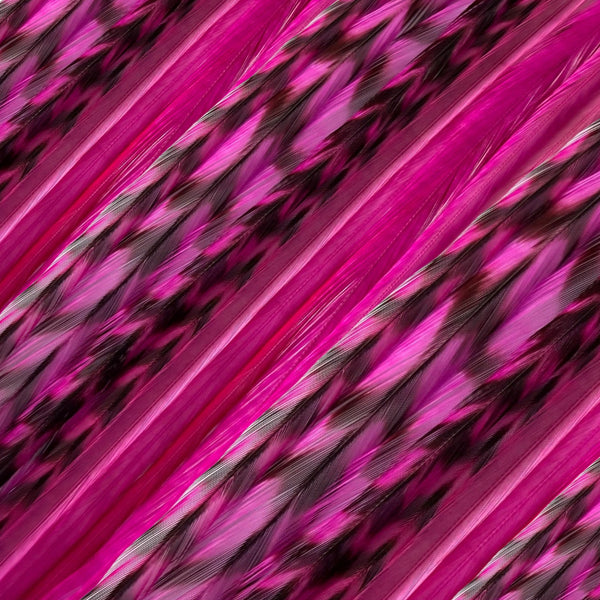 close up of pink magenta solid and grizzly feather hair extensions in regular width ,real striped feathers for feather hairstyling