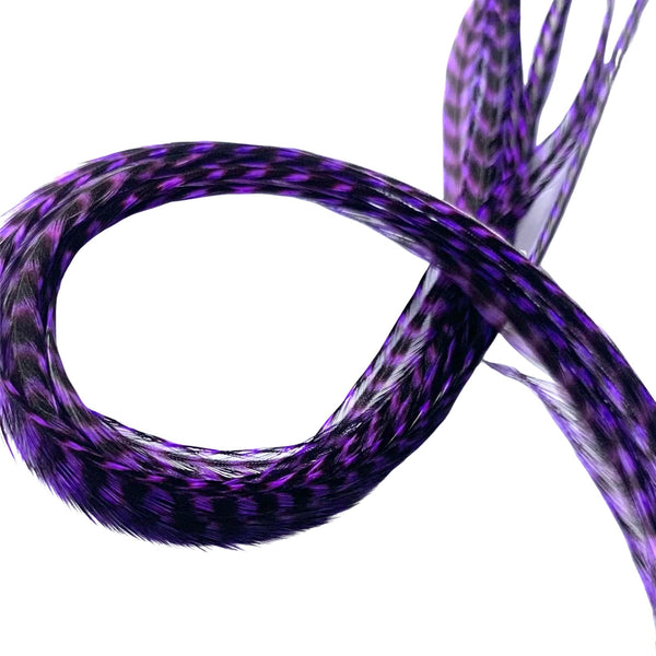 Coiled purple and black grizzly feathers on a white background