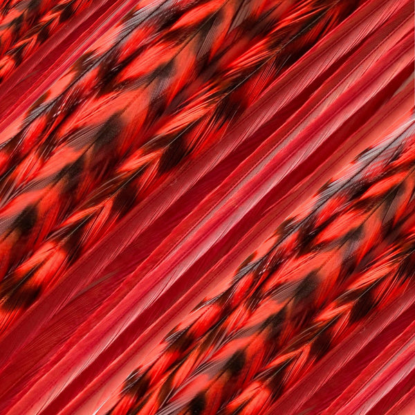 close up of red solid and grizzly feather hair extensions in regular width ,real striped feathers for feather hairstyling